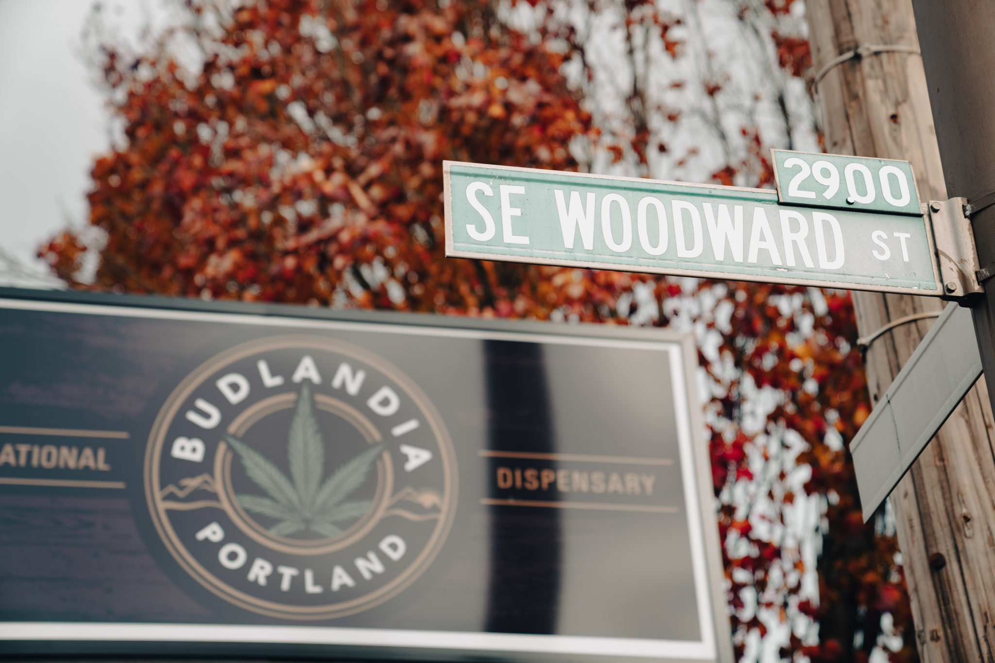 Budlandia Woodward